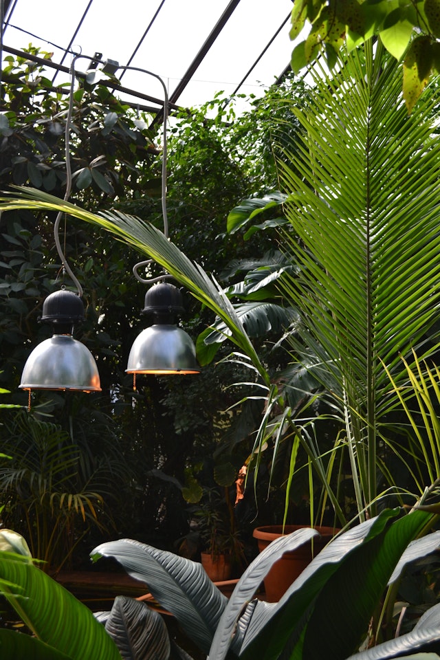 Jungle vibe restaurant