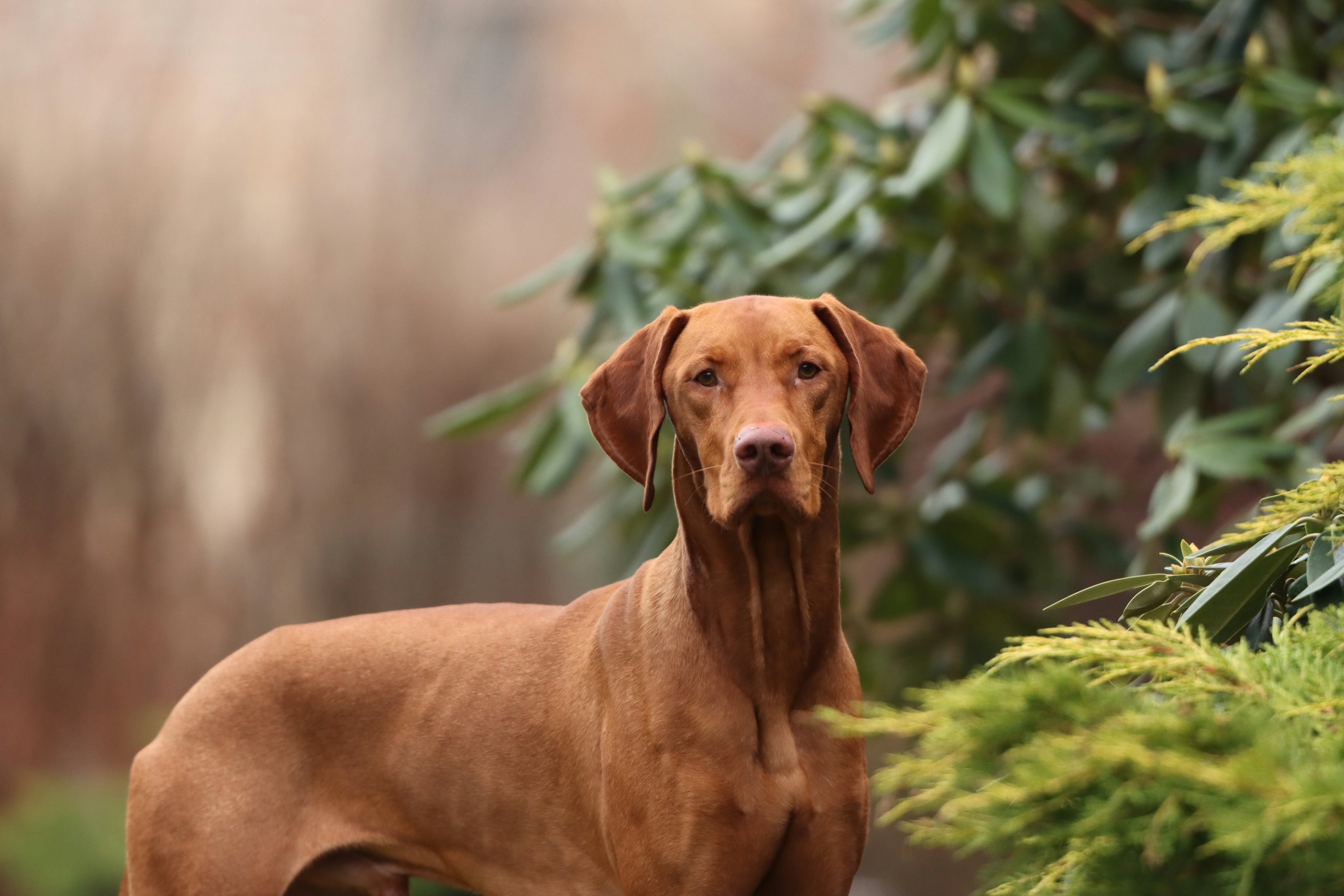 Un chien braque dans la nature